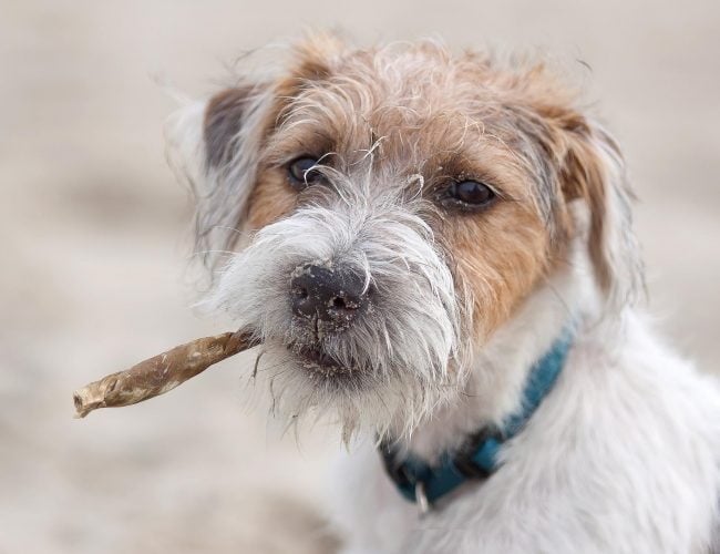 Russel Terrier - Small Dog Breed