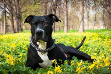 American Staffordshire Terrier​ - Terrier Group
