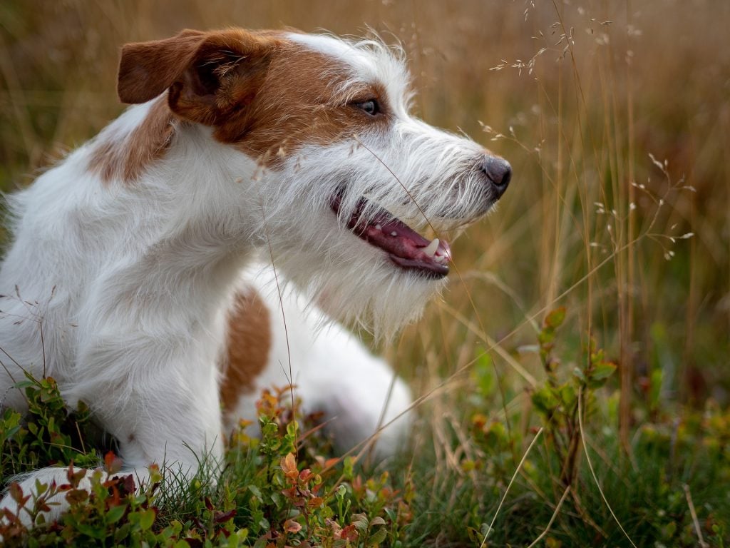 Kromfohrlander - Medium Sized Dogs