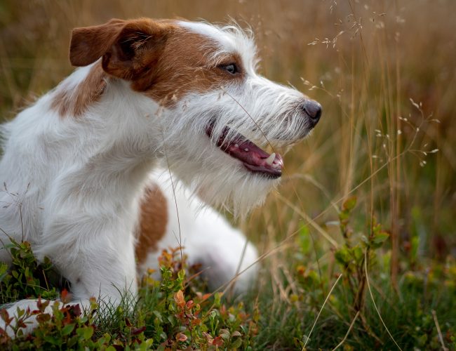 Kromfohrlander - Medium Sized Dogs