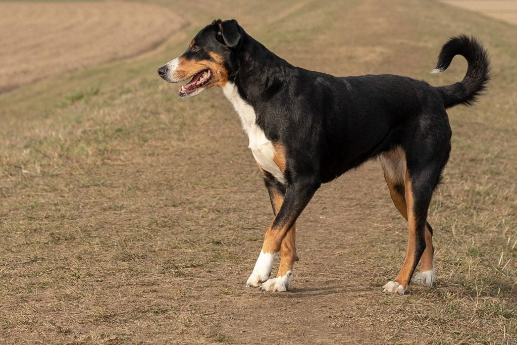 Appenzeller Sennenhund - Medium Sized Dogs