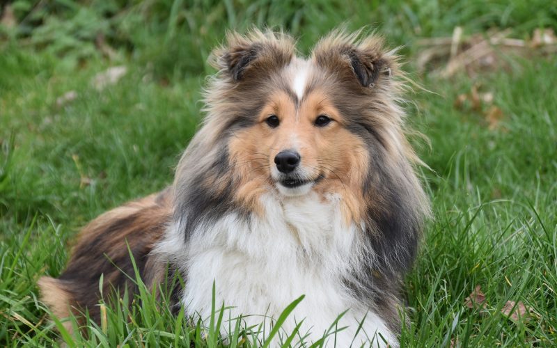 Shetland Sheepdog​ - Small Dog Breed