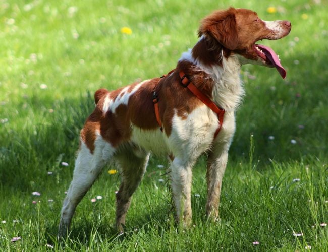 Brittany​ - Medium Sized Dogs