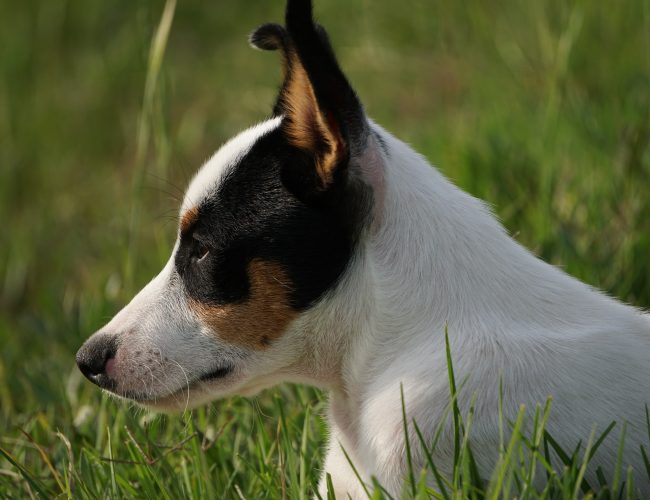 Toy Fox Terrier - Small Dog Breed