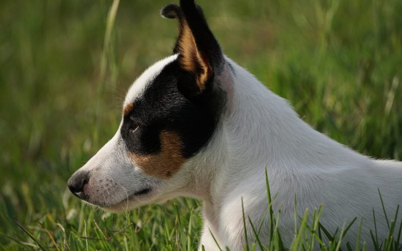 Toy Fox Terrier - Small Dog Breed