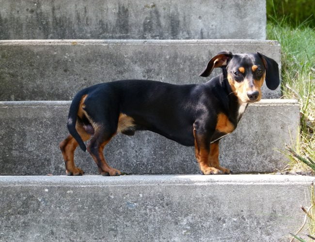 Dachshund​ - Small Dog Breed