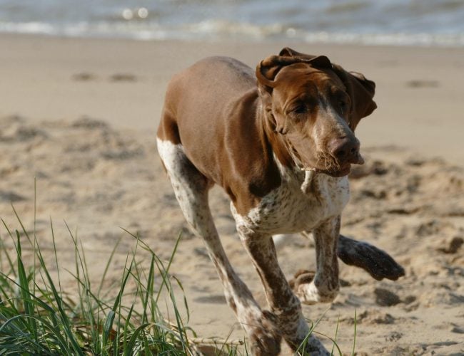 Bracco Italiano​ - Miscellaneous Group