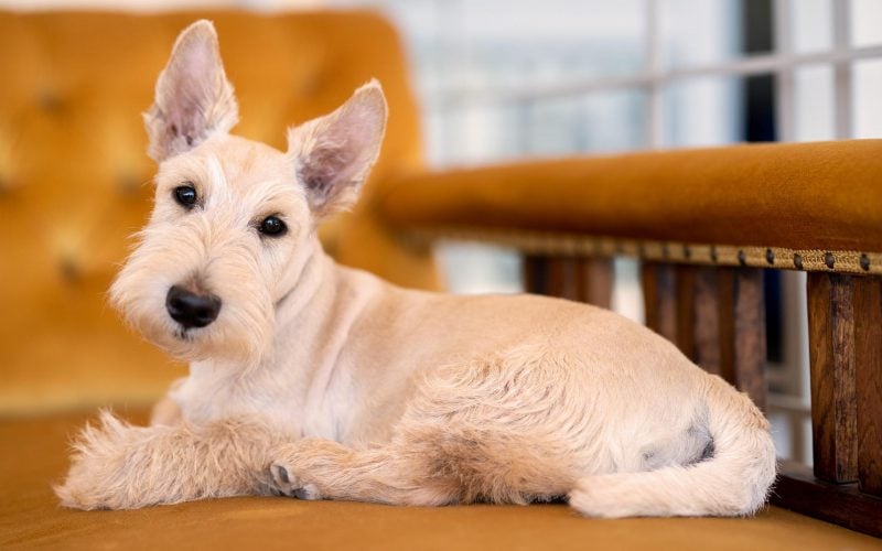 Scottish Terrier - Small Dog Breed