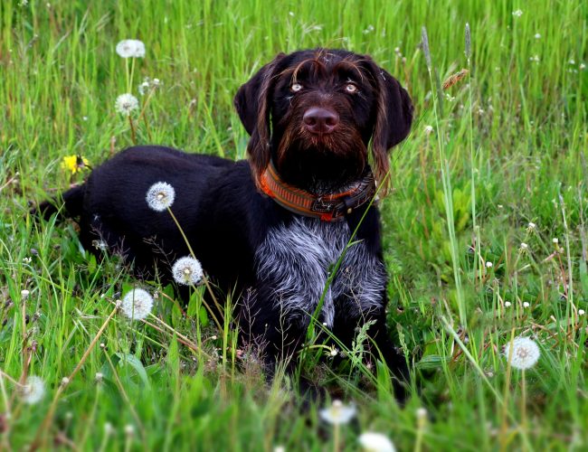 German Wirehaired Pointer​ - Medium Sized Dogs