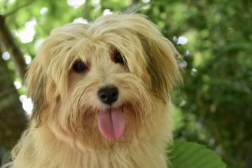Havanese​ - Small Dog Breed