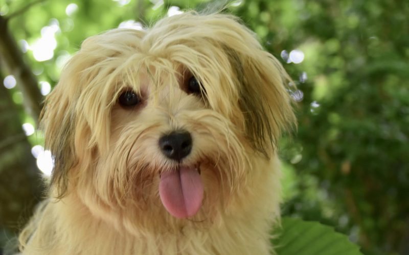 Havanese​ - Small Dog Breed