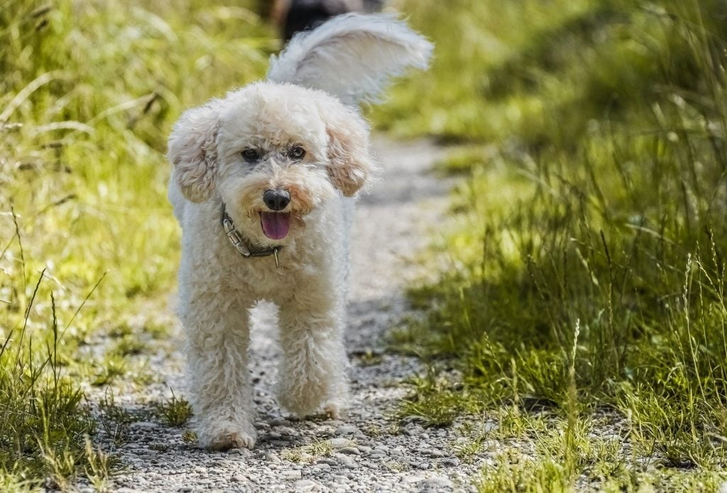 Poodle - Medium Sized Dogs