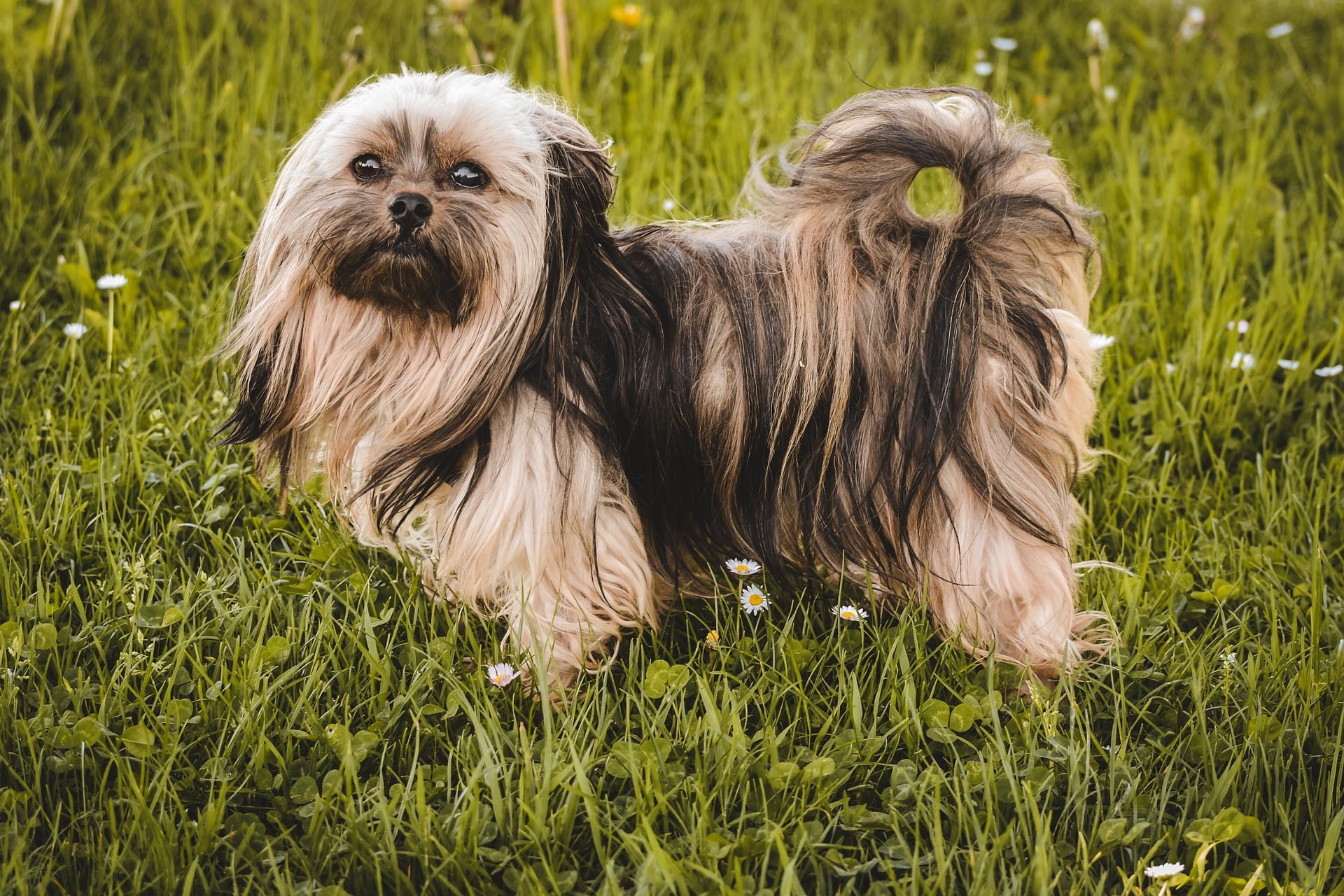 Russian Tsvetnaya Bolonka - Small Dog Breed