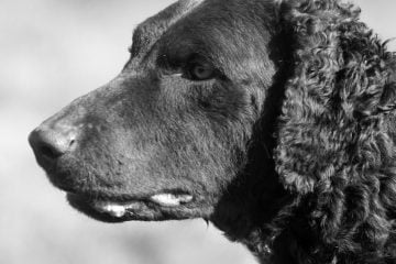 Curly-Coated Retriever​ - Sporting Dog