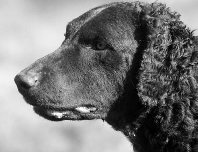 Curly-Coated Retriever​ - Sporting Dog