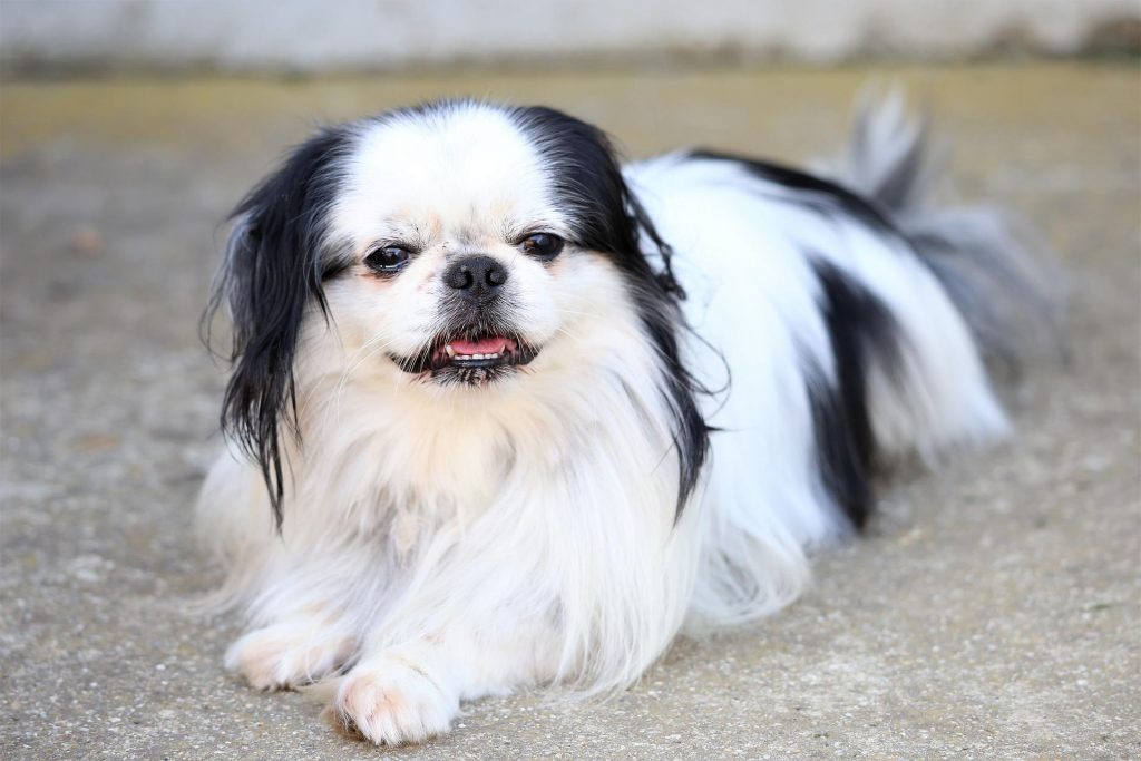 Japanese Chin​ - Toy Group