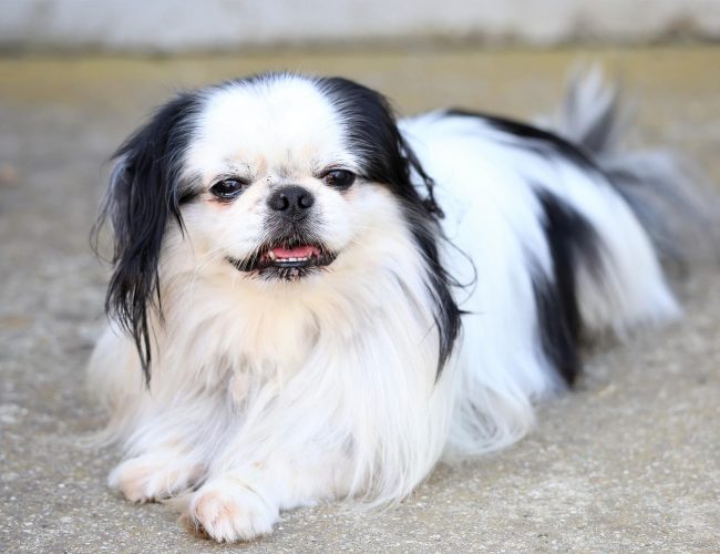 Japanese Chin​ - Toy Group