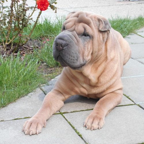 Chinese Shar-Pei​ - Non-Sporting Group