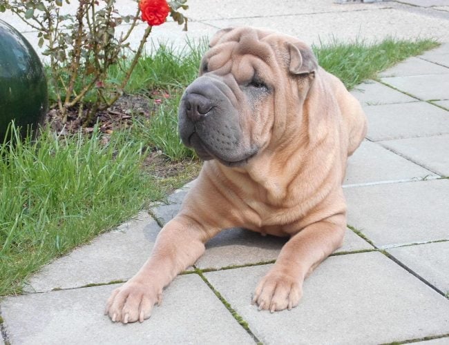 Chinese Shar-Pei​ - Non-Sporting Group