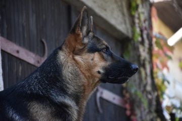 German Shepard Dog​ - Herding Group