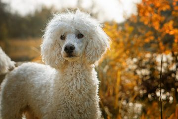 Poodle​ - Non-Sporting Group
