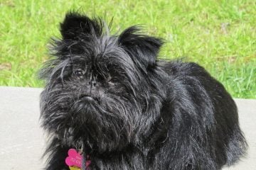 Affenpinscher​ - Toy Group