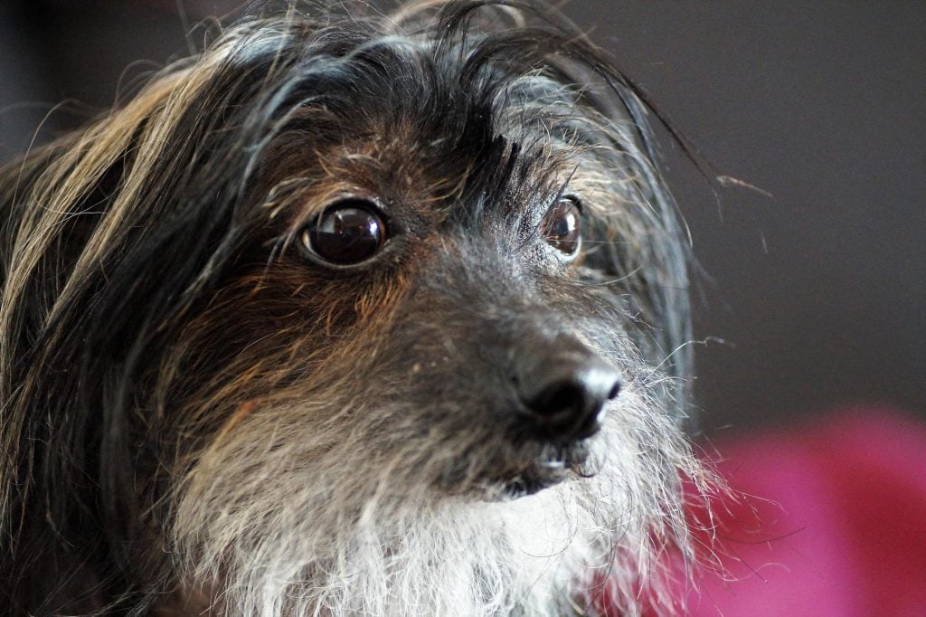 Chinese Crested​ - Toy Group