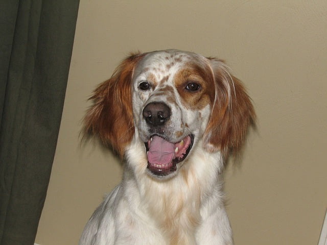 Irish Red and White Setter​ - Sporting Group