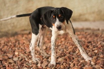 American Foxhound​ - Hound Group