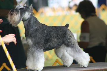 Miniature Schnauzer​ - Small Dog Breed