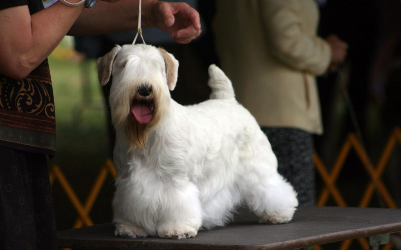 Sealyham Terrier​ - Terrier Group