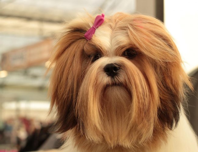 Lhasa Apso​ - Non-Sporting Group