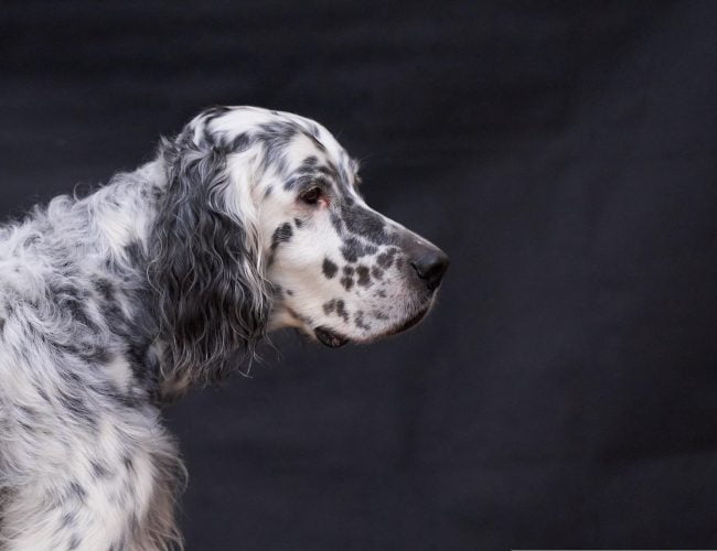 English Setter​ - Sporting Group