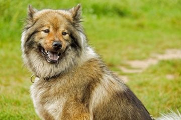 Eurasier - Medium Sized Dogs