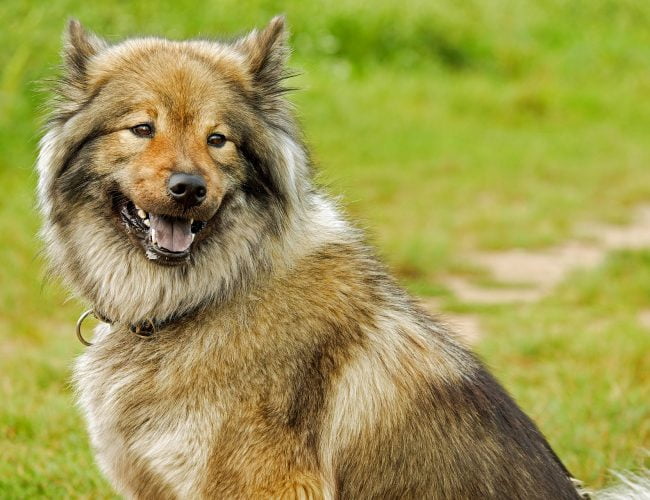 Eurasier - Medium Sized Dogs