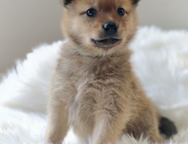 Finnish Spitz​ - Non-Sporting Group