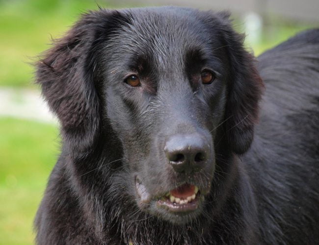 Flat-Coated Retriever​ - Sporting Group