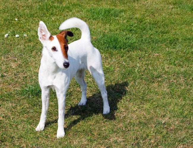 Smooth Fox Terrier - Small Dog Breed