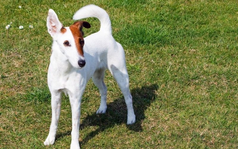 Smooth Fox Terrier - Small Dog Breed