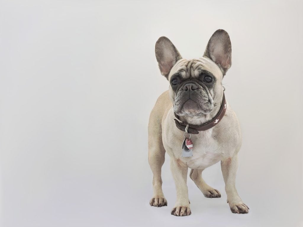 French Bulldog - Small Dog Breed