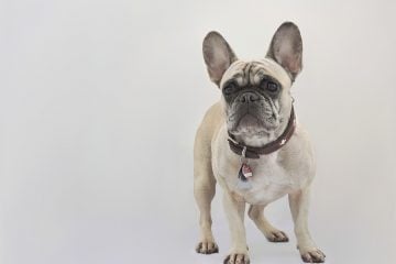 French Bulldog - Small Dog Breed