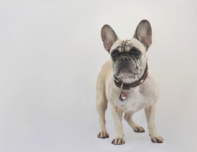 French Bulldog - Small Dog Breed