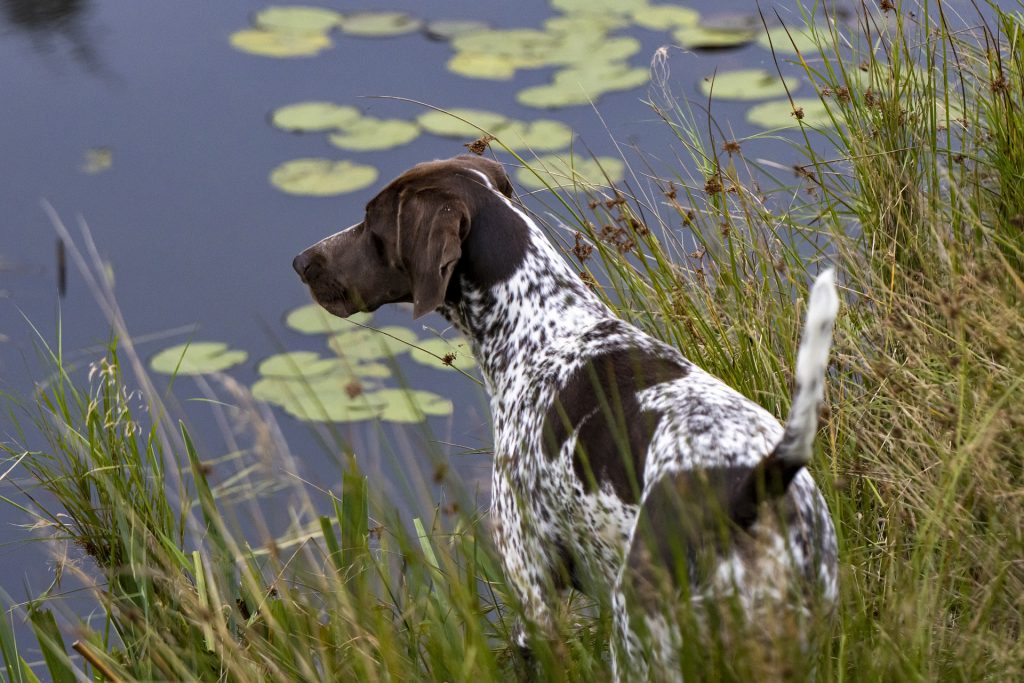 Germain Shorthaired Pointer​ - Sporting Group