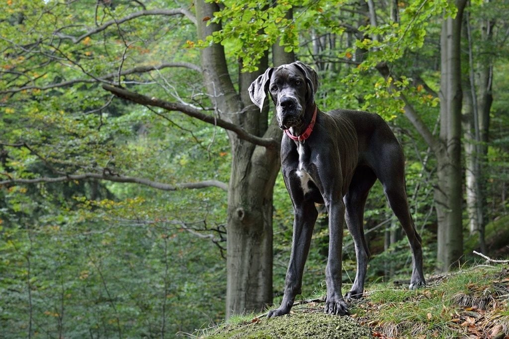 Great Dane​ - Working Group