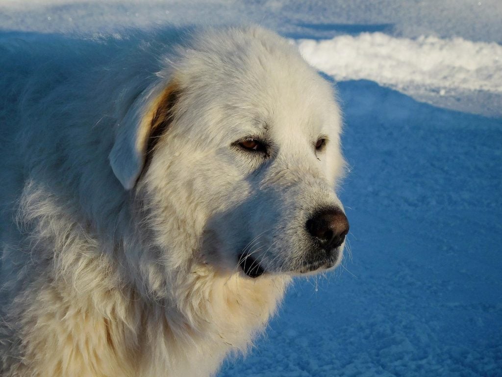 Great Pyrenees​ - Working Group