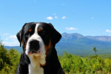 Greater Swiss Mountain Dog​ - Working Group