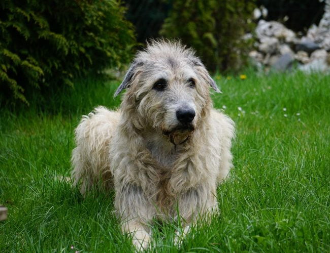 Irish Wolfhound - Big Dog Breeds