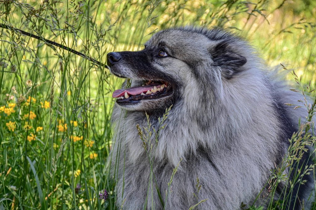 Keeshond​ - Non-Sporting Group