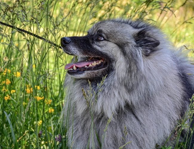 Keeshond​ - Non-Sporting Group