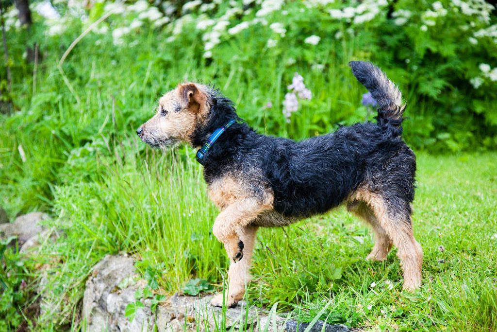 Lakeland Terrier​ - Small Dog Breed
